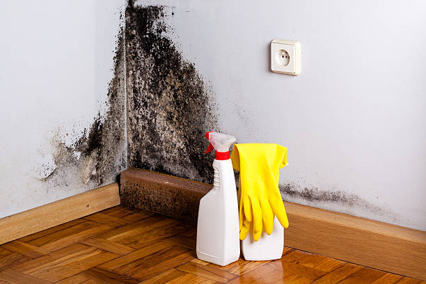 Best Mold Damage Restoration  in Newington Forest, VA